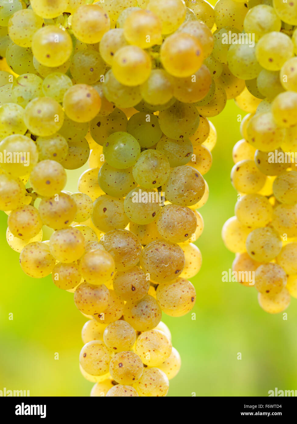 Canada,Ontario,Niagara sul lago, mature uve bianche sui tralci luce da luce solare. Le uve dei vigneti per la produzione di vino bianco. Foto Stock