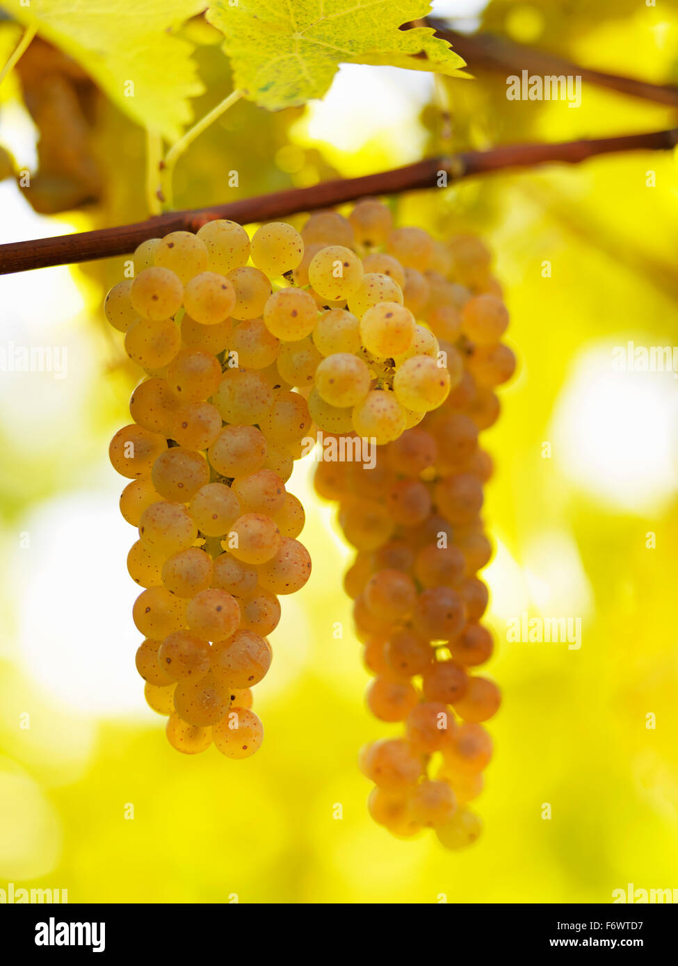 Canada,Ontario,Niagara sul lago, mature uve bianche sui tralci luce da luce solare. Le uve dei vigneti per la produzione di vino bianco. Foto Stock