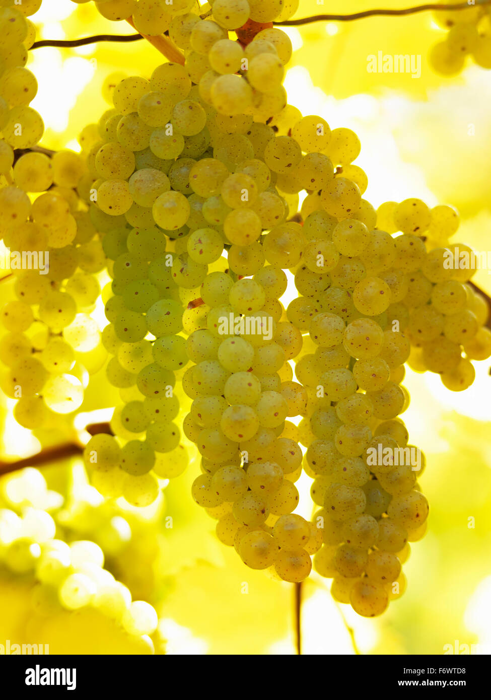 Canada,Ontario,Niagara sul lago, mature uve bianche sui tralci luce da luce solare. Le uve dei vigneti per la produzione di vino bianco. Foto Stock