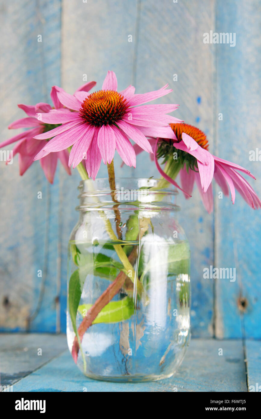 Echinacea rosa fiori in vaso in vetro blu su sfondo legno verticale-bright Foto Stock