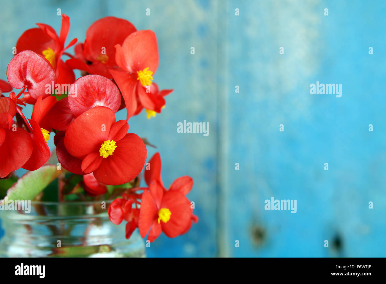 Fiori rossi in vaso in vetro blu su uno sfondo di legno Foto Stock