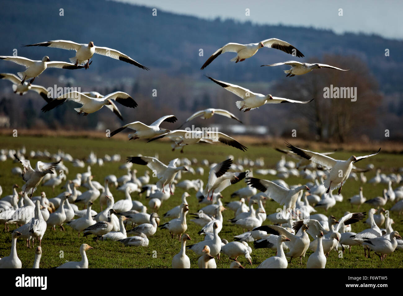 WA12064-00...WASHINGTON - le oche delle nevi battenti dal retro del gregge davanti in un campo di fattoria a Skagit Area faunistica Foto Stock