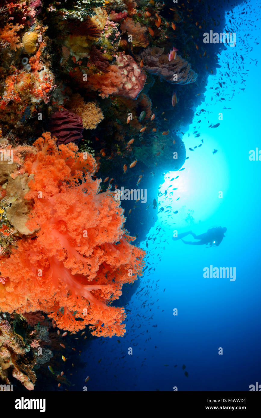 E Coralreef Dendronephthya Softcoral e scuba diver, Arcipelago Alor, Indonesia, Sawu Mare, Pantarstrait, Oceano Indiano Foto Stock