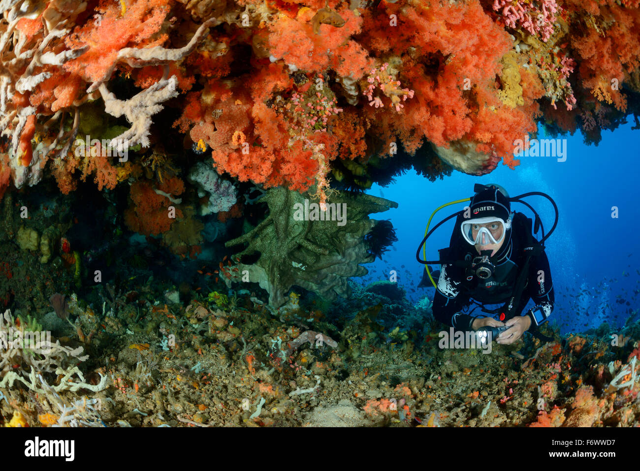 E Coralreef Dendronephthya Softcoral e scuba diver, Arcipelago Alor, Indonesia, Sawu Mare, Pantarstrait, Oceano Indiano Foto Stock