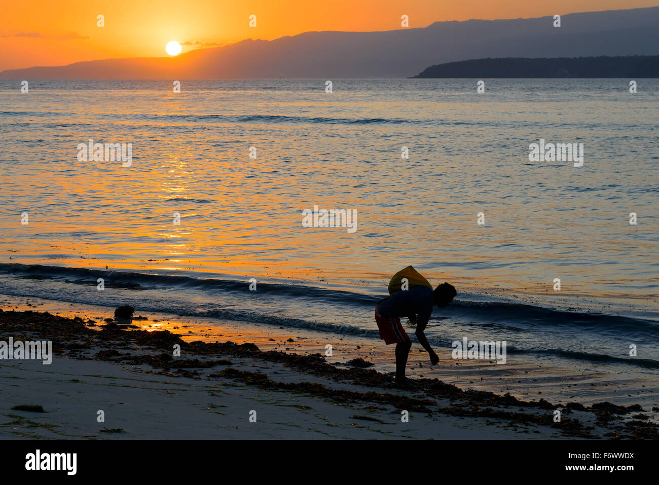 Donna indonesiano la raccolta di alghe per agar agar, Alor, Indonesia Foto Stock