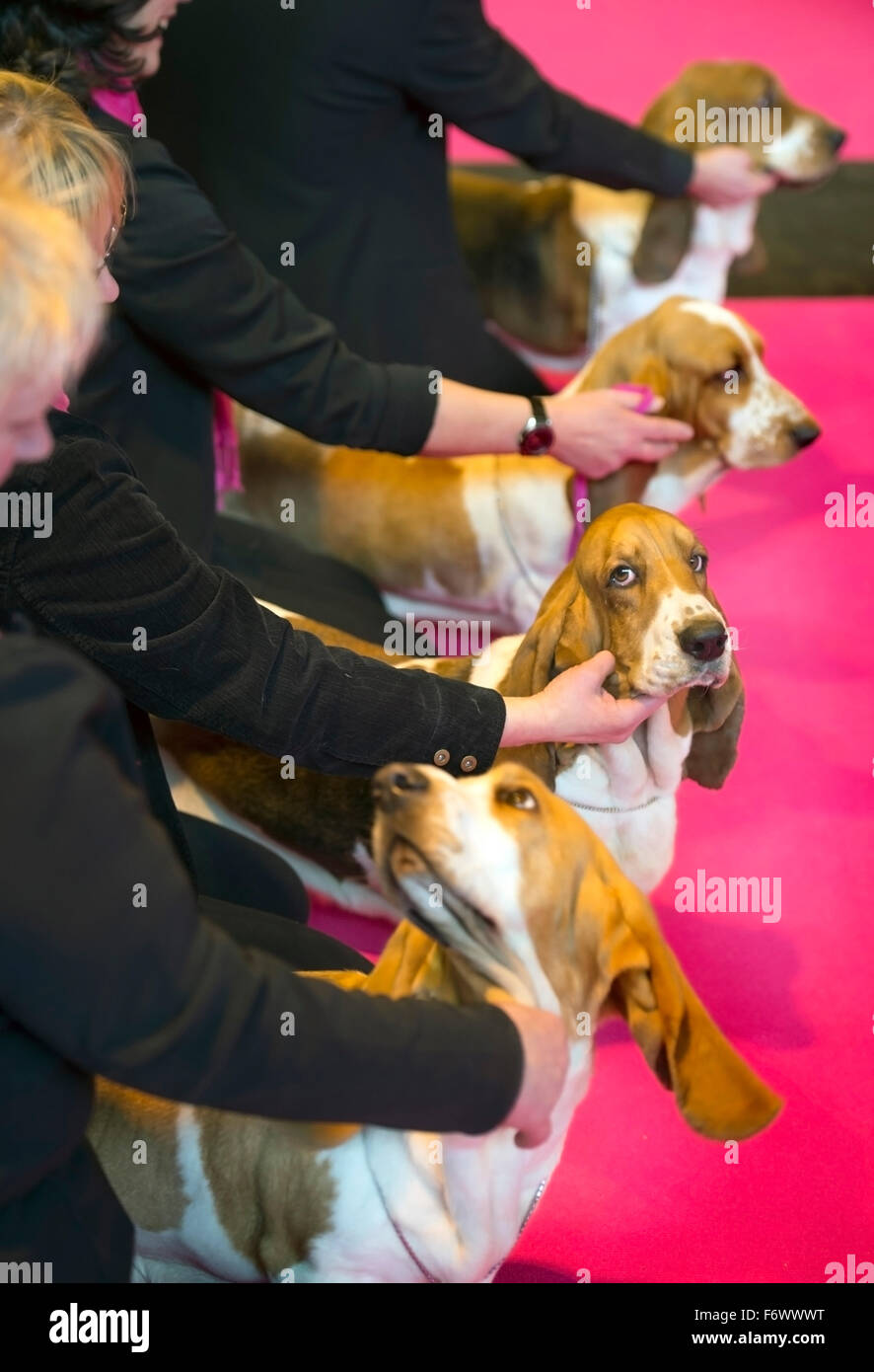 Il Crufts dog show al NEC di Birmingham - un team di Bassett Hounds è entrato nella Breeders Cup sezione 2015 Foto Stock