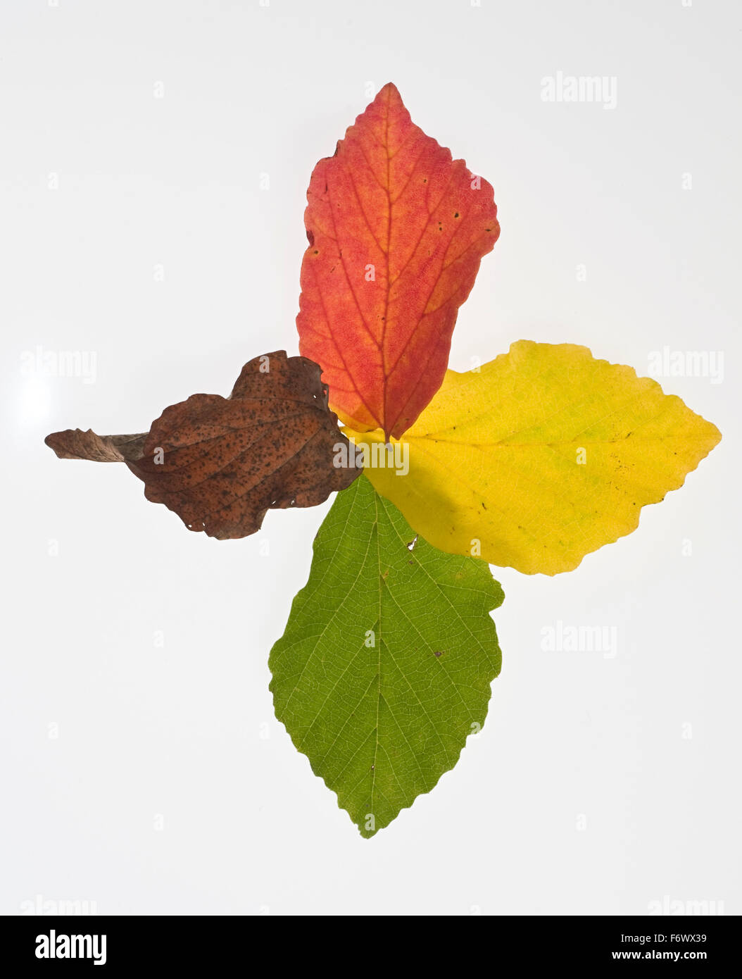 Quattro foglie di faggio (Fagus) in diverse colorazioni Foto Stock