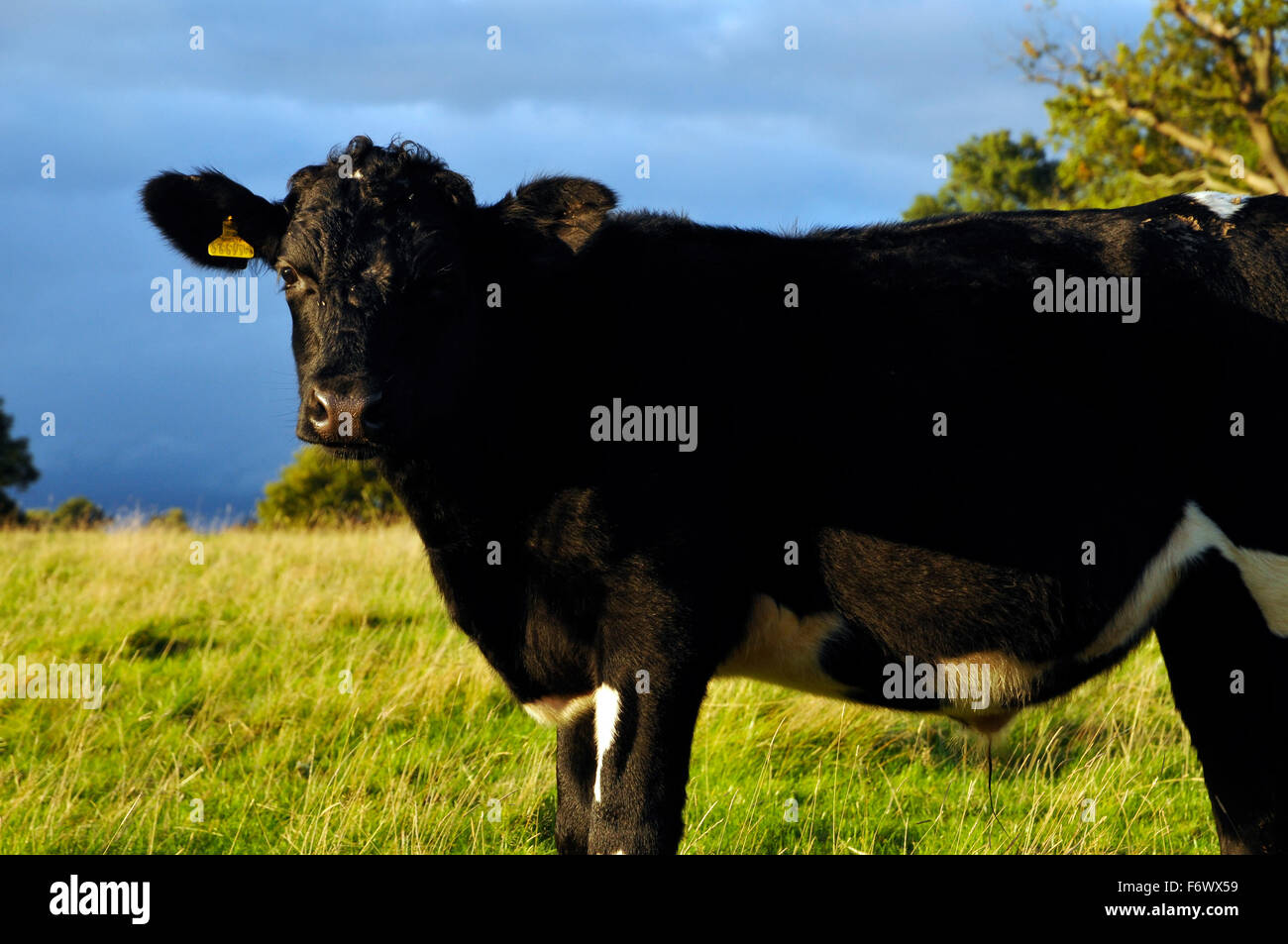 Welsh nero tradizionale bovini razza rara specie su un prato Inghilterra UK Europa Foto Stock