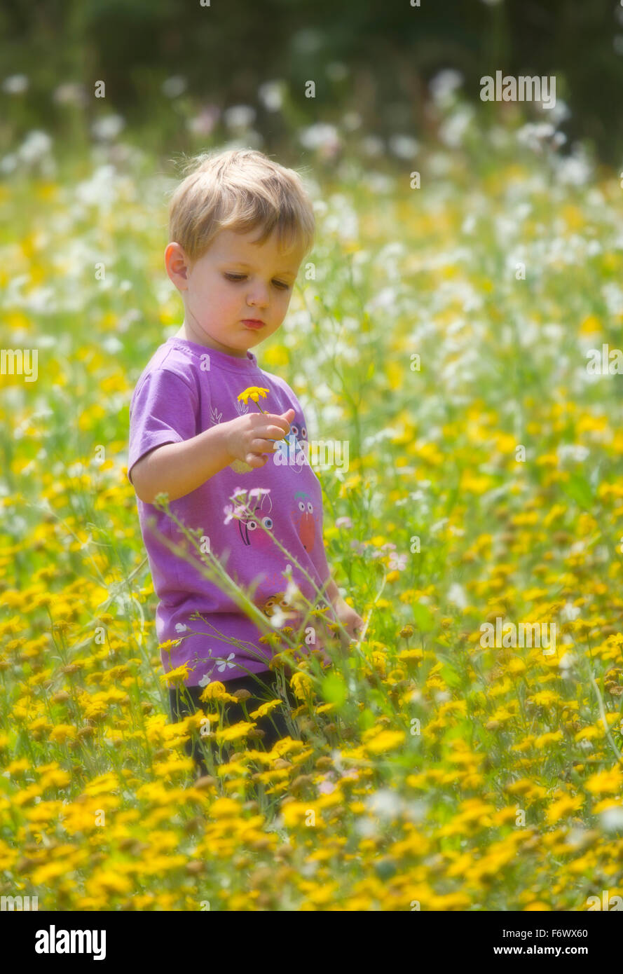 Ritratto di un grazioso piccolo ragazzo in un campo di fiori. Foto Stock