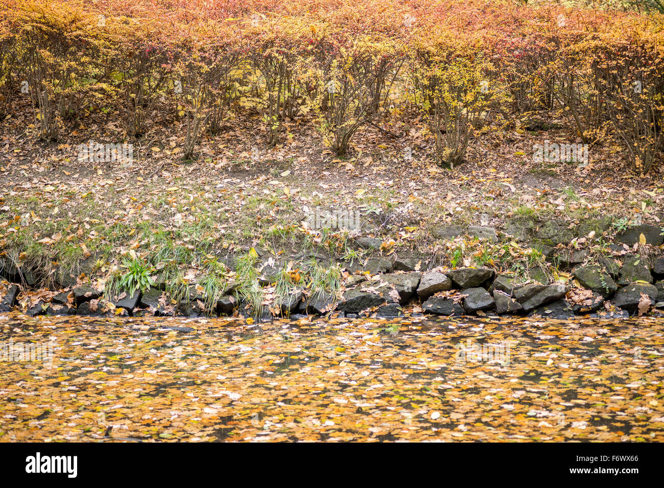Multicolor autunno Caduta delle Foglie sugli alberi e cespugli Foto Stock