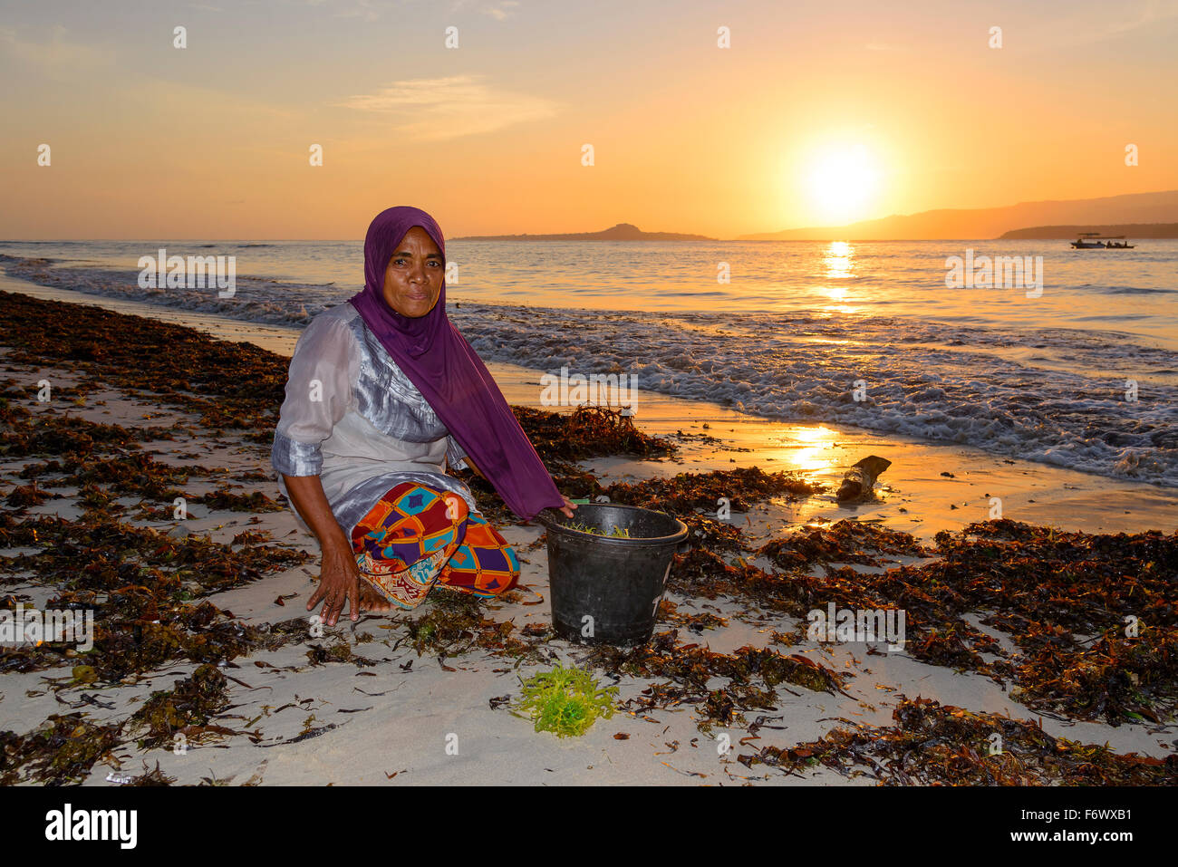 Donna indonesiano la raccolta di alghe per agar agar, Alor, Indonesia Foto Stock