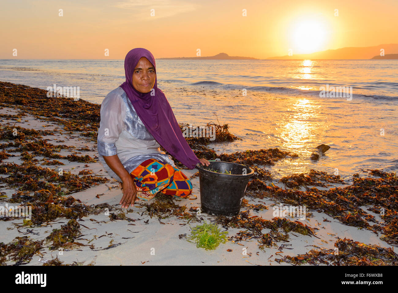 Donna indonesiano la raccolta di alghe per agar agar, Alor, Indonesia Foto Stock