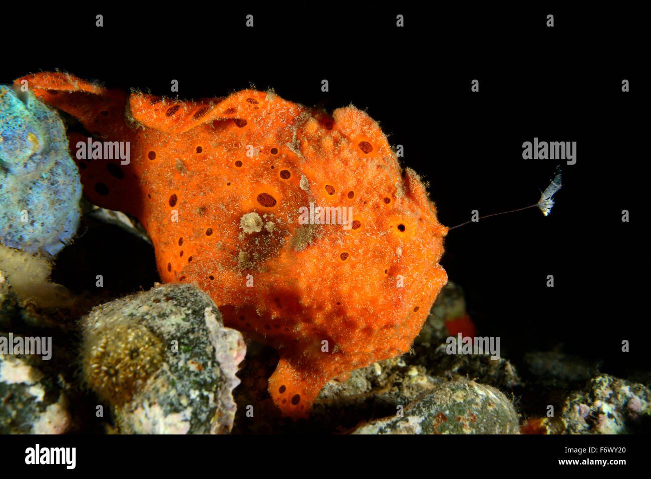 Antennarius pictus, dipinto macchiato o rana pescatrice con esca, esca Alor, Indonesia, Sawu Mare, Pantarstrait, Oceano Indiano Foto Stock