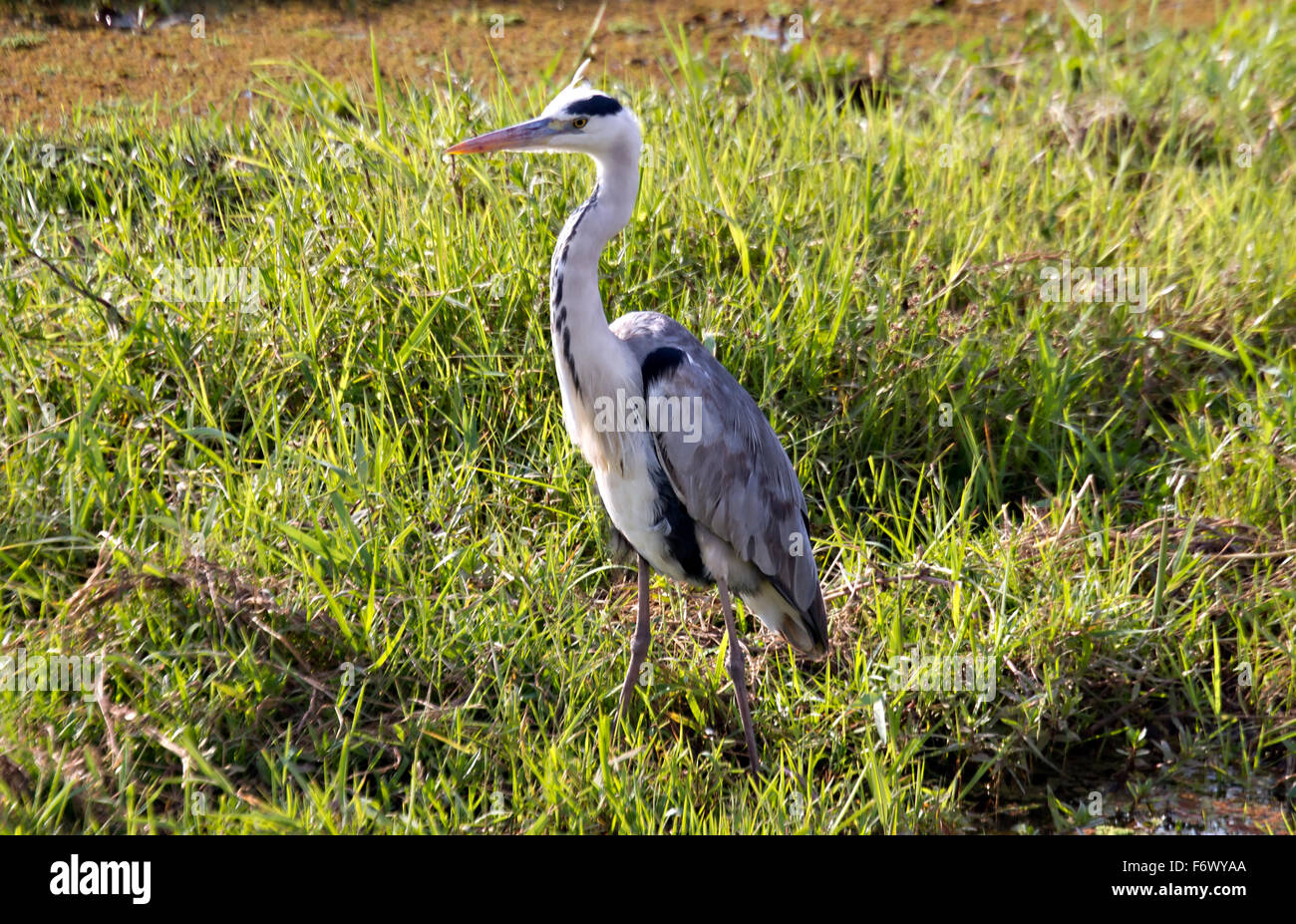 Heron in Amboseli National Park, Africa Kenya Foto Stock