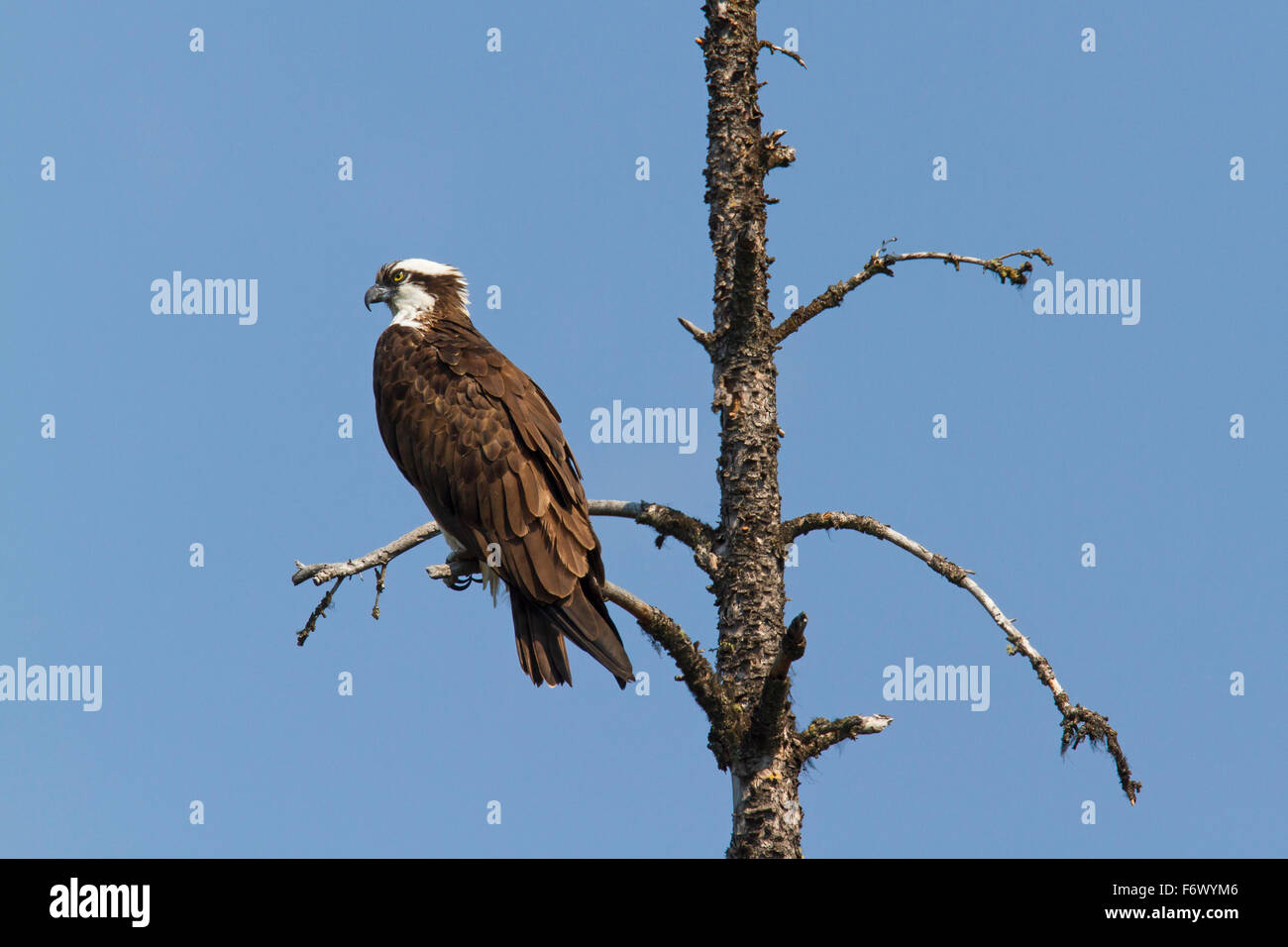 Falco pescatore (Pandion haliaetus) arroccato nella struttura ad albero Foto Stock