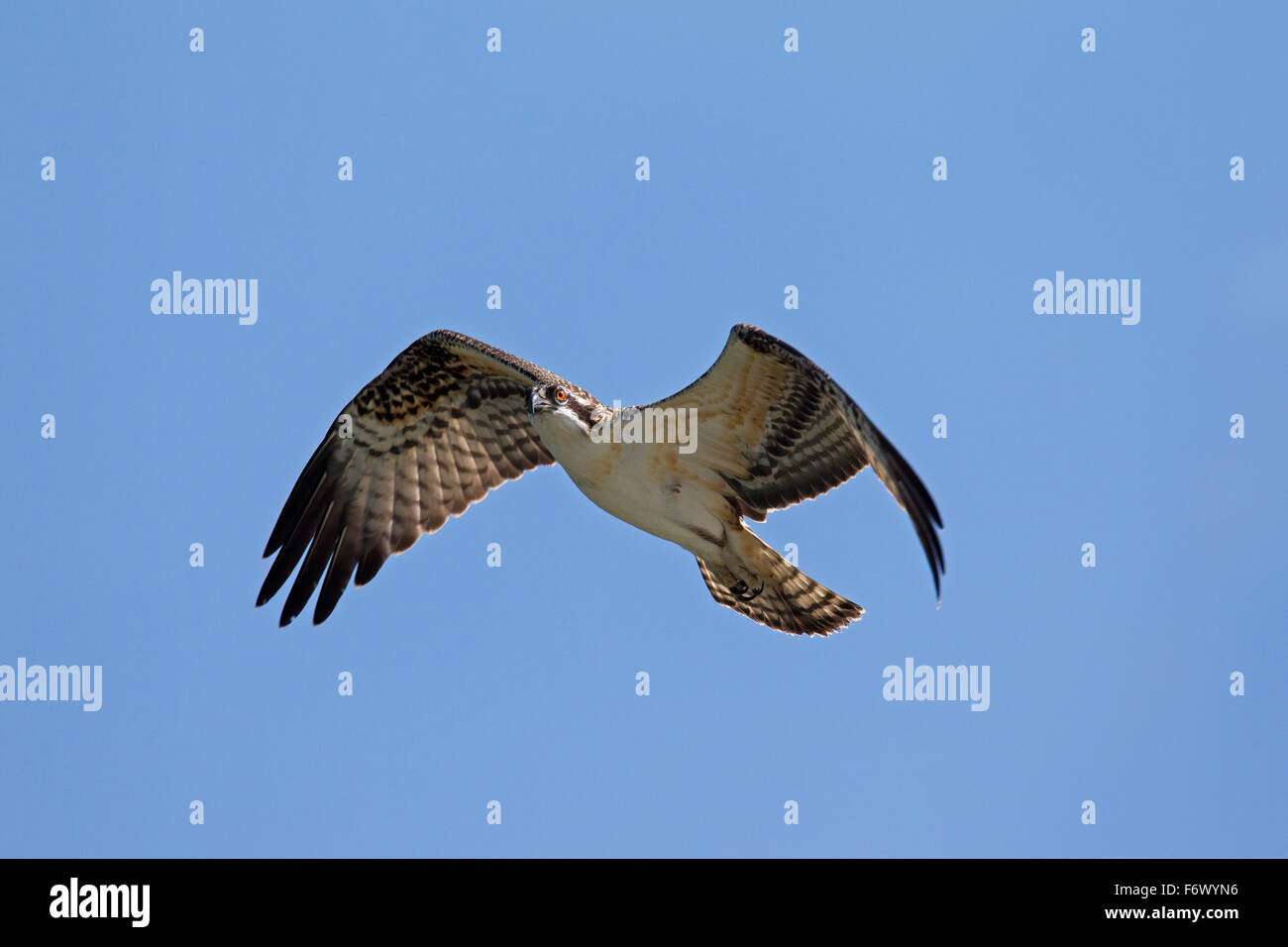 Falco pescatore (Pandion haliaetus carolinensis) in volo Foto Stock