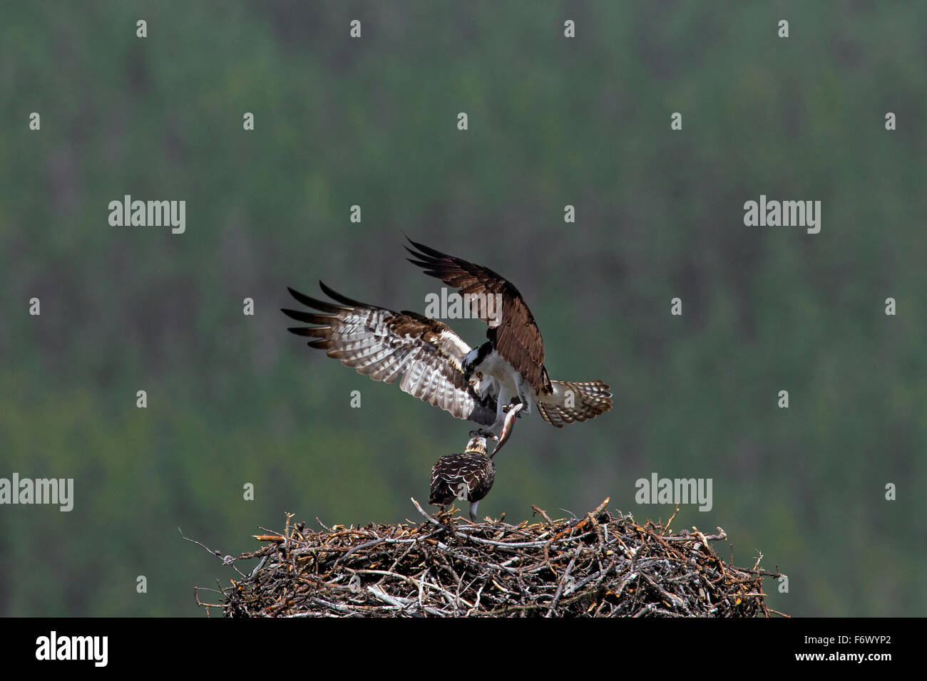 Falco pescatore (Pandion haliaetus) Alimentazione bambino portando il pesce a nido in estate Foto Stock