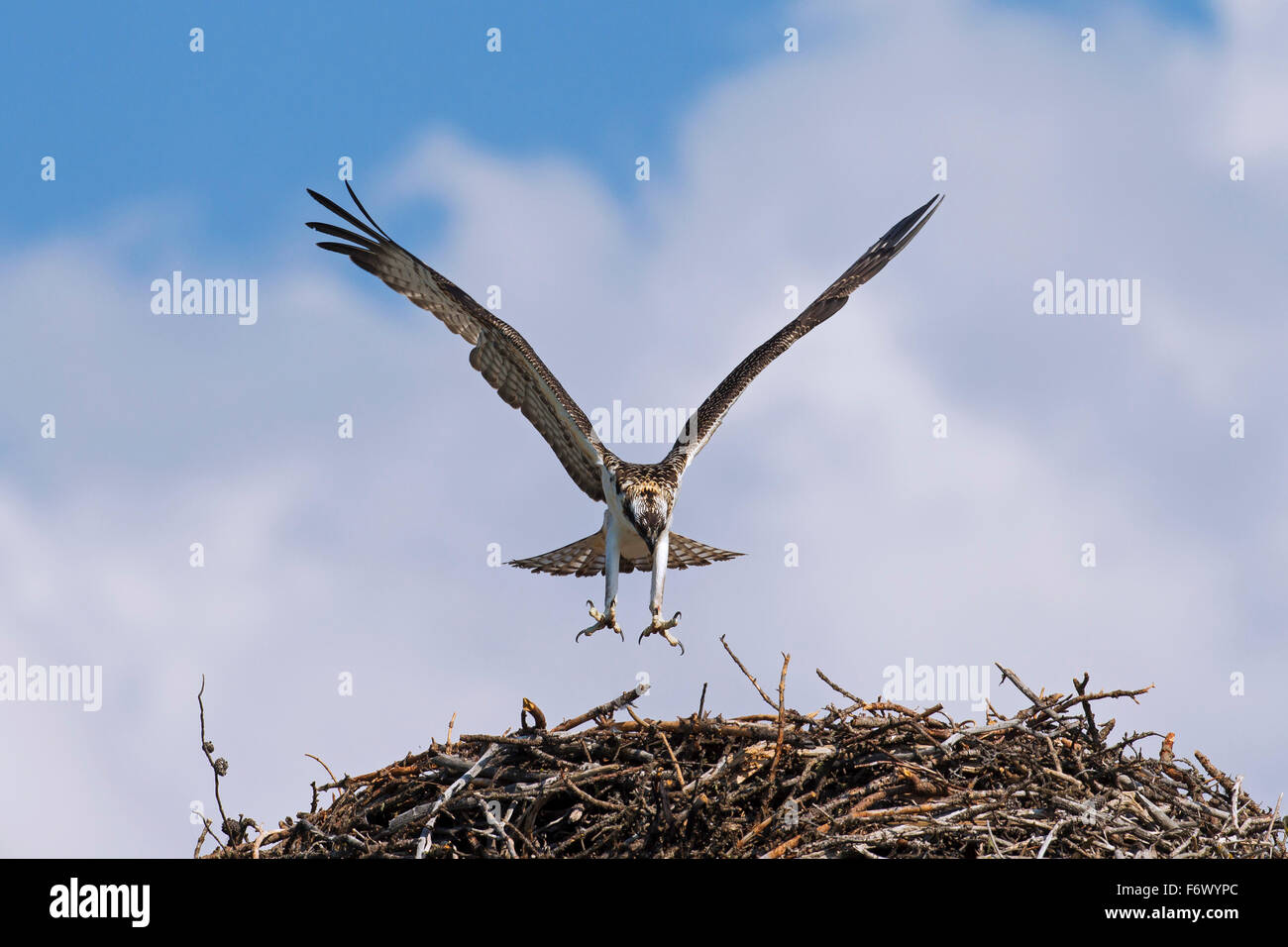 Falco pescatore (Pandion haliaetus) lo sbarco sul nido Foto Stock