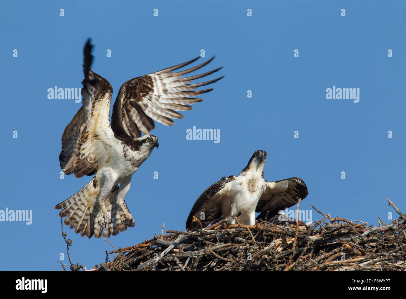 Falco pescatore (Pandion haliaetus) uccello adulto atterraggio sul nido con i giovani Foto Stock