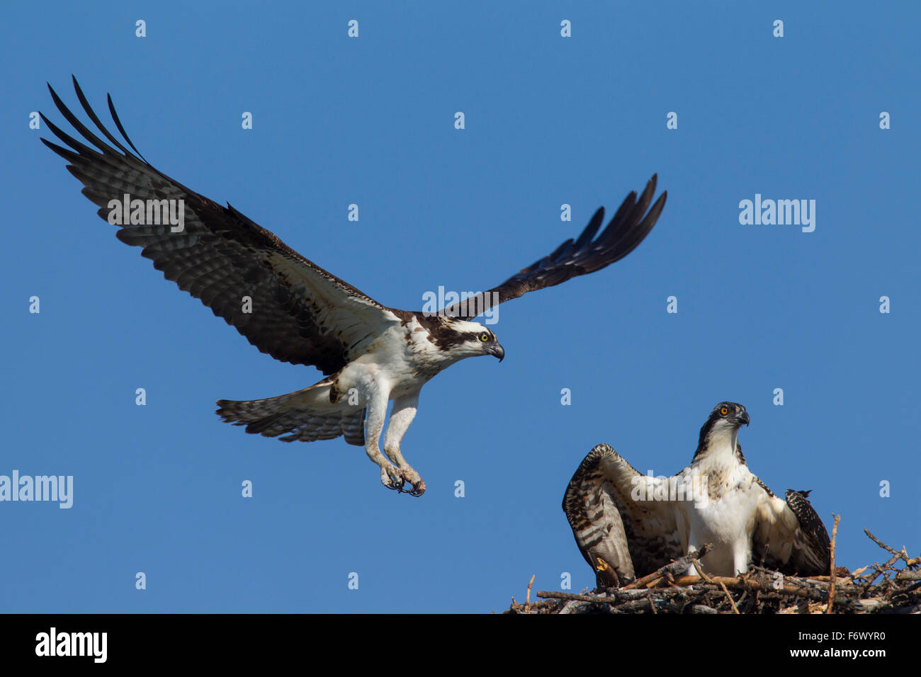 Falco pescatore (Pandion haliaetus) uccello adulto atterraggio sul nido con i giovani Foto Stock