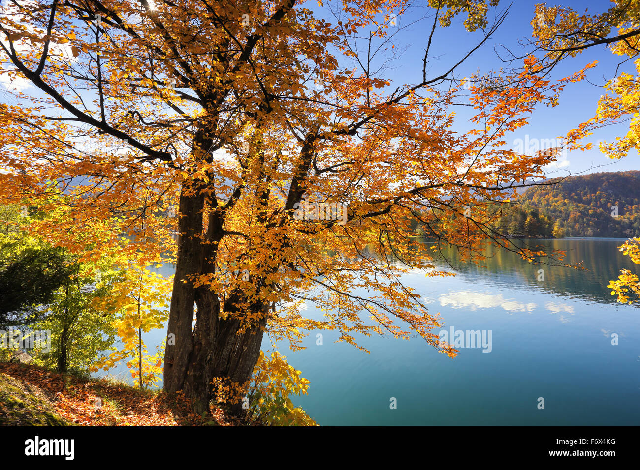 Golden Autumn Tree soleggiata sul lago di Bled, in Slovenia, blu cielo e acqua Foto Stock