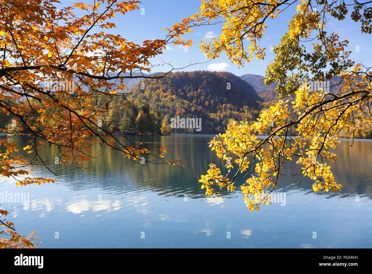 Golden e foglie di colore arancione sui rami di alberi sul lago di Bled, Slovenia, blu cielo e acqua Foto Stock