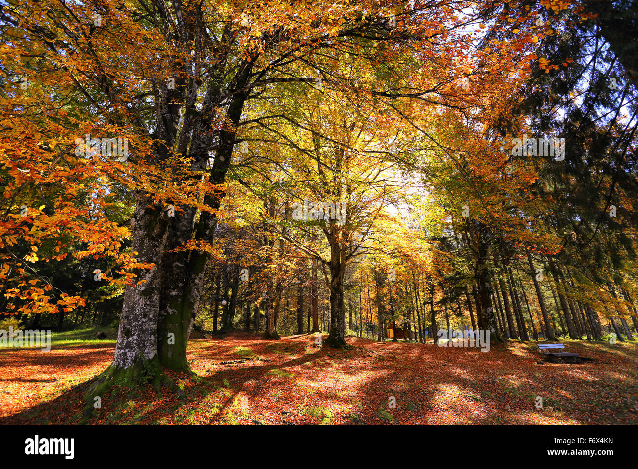 Soleggiato parco autunno con Golden Orange e foglie sugli alberi e rosso cadute a terra e con un banco di lavoro. La Slovenia. Foto Stock