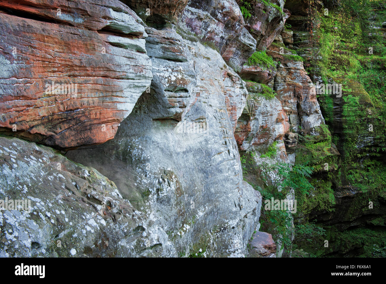 A un miglio escursione raggiunge le pareti colorate di arenaria Blackhand al Rock House in Ohio's Hocking Hills State Park. Foto Stock