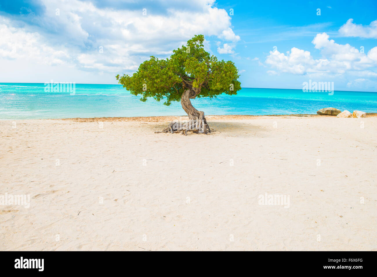 Divi divi tree ad Eagle Beach, Aruba, wind-scuplted struttura nativa, Mar dei Caraibi Foto Stock