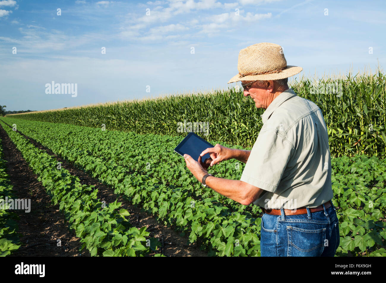 Consulente di raccolto utilizza tablet per rendere note le sue osservazioni durante il controllo del campo di no fino al cotone nel picco di frutta in fase di sviluppo Foto Stock