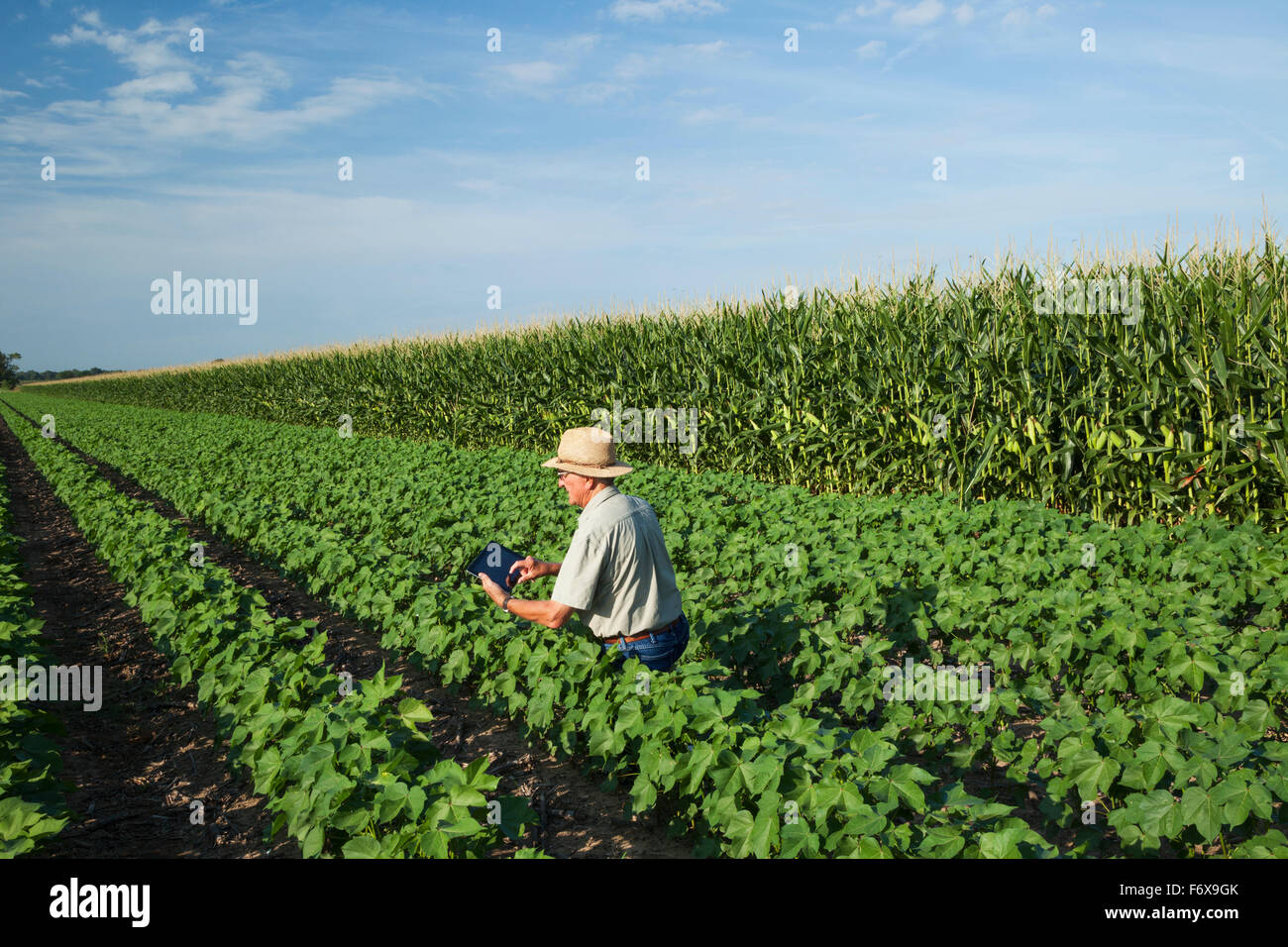 Consulente di raccolto utilizza tablet per rendere note le sue osservazioni durante il controllo del campo di no fino al cotone nel picco di frutta in fase di sviluppo Foto Stock