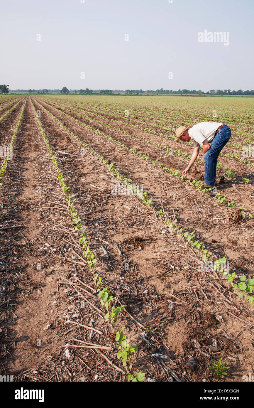 Consulente di raccolto non di controllo fino al Roundup Ready il cotone a quattro stadio di foglia morta con erbacce controllato dal post emergenza erbicida, più probabile Roundup Foto Stock