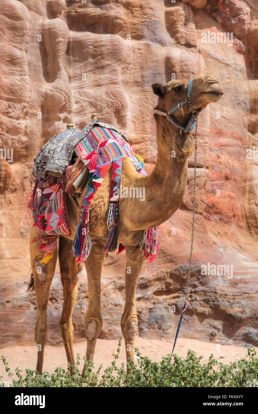 Camel, Wadi Musa; Petra, Giordania Foto Stock