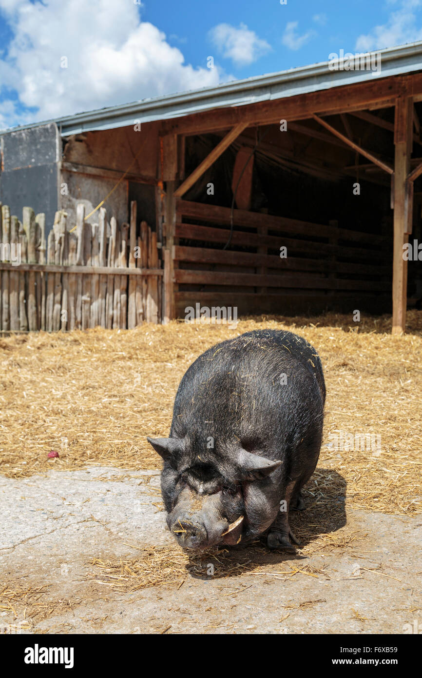 Panciuta pig sulla fattoria; Caledon, Ontario, Canada Foto Stock