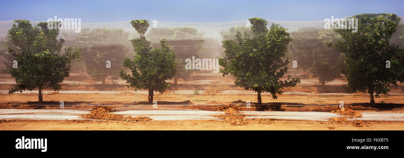Nella Valle centrale, una vista orizzontale di filari di alberi di arancio, compensate per il bird e pest protezione è visto nella tarda primavera Foto Stock