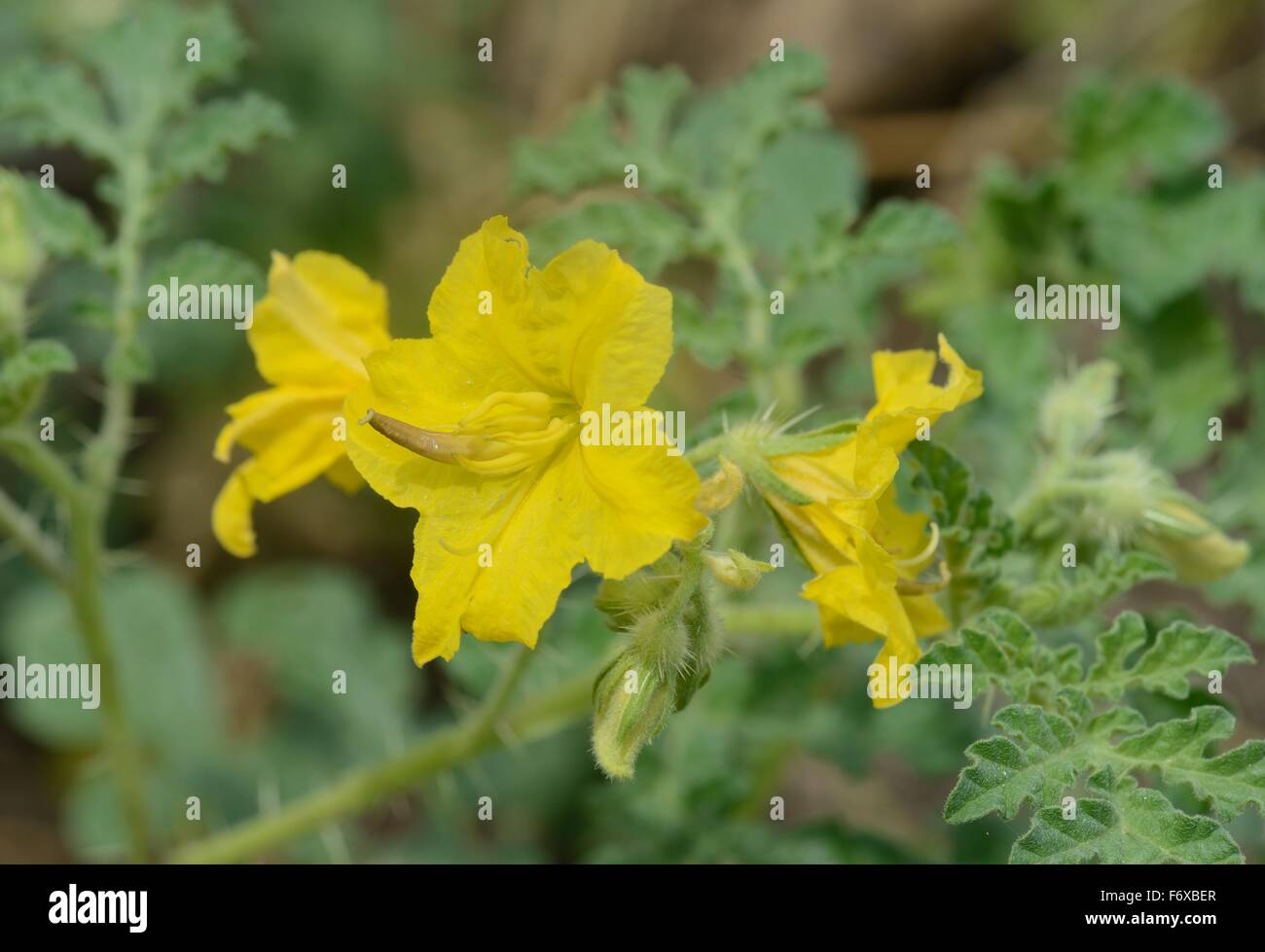 Buffalobur nightshade Foto Stock