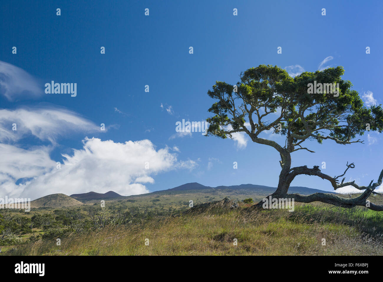 Koa tree (Koa acacia) lungo la strada di Mana vicino a Kamuela, con vista alle pendici del Mauna Kea e cumuli di nuvole e nuvole lenticolari formando Foto Stock