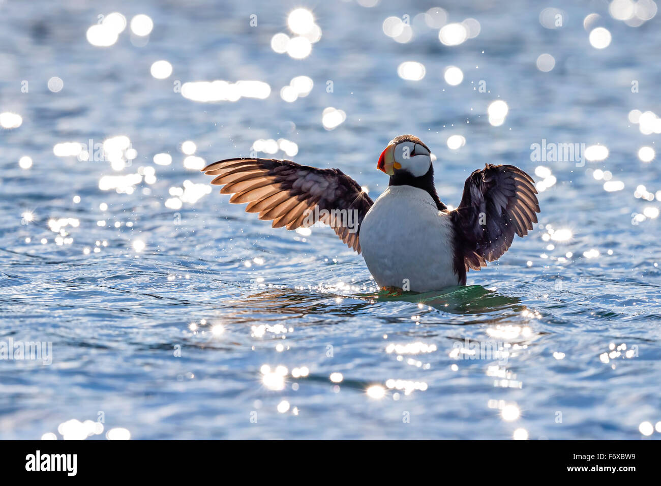 Cornuto puffin (Fratercula corniculata) si prepara a prendere il largo lungo la costa di Isola di Kodiak, Southwest Alaska, estate Foto Stock