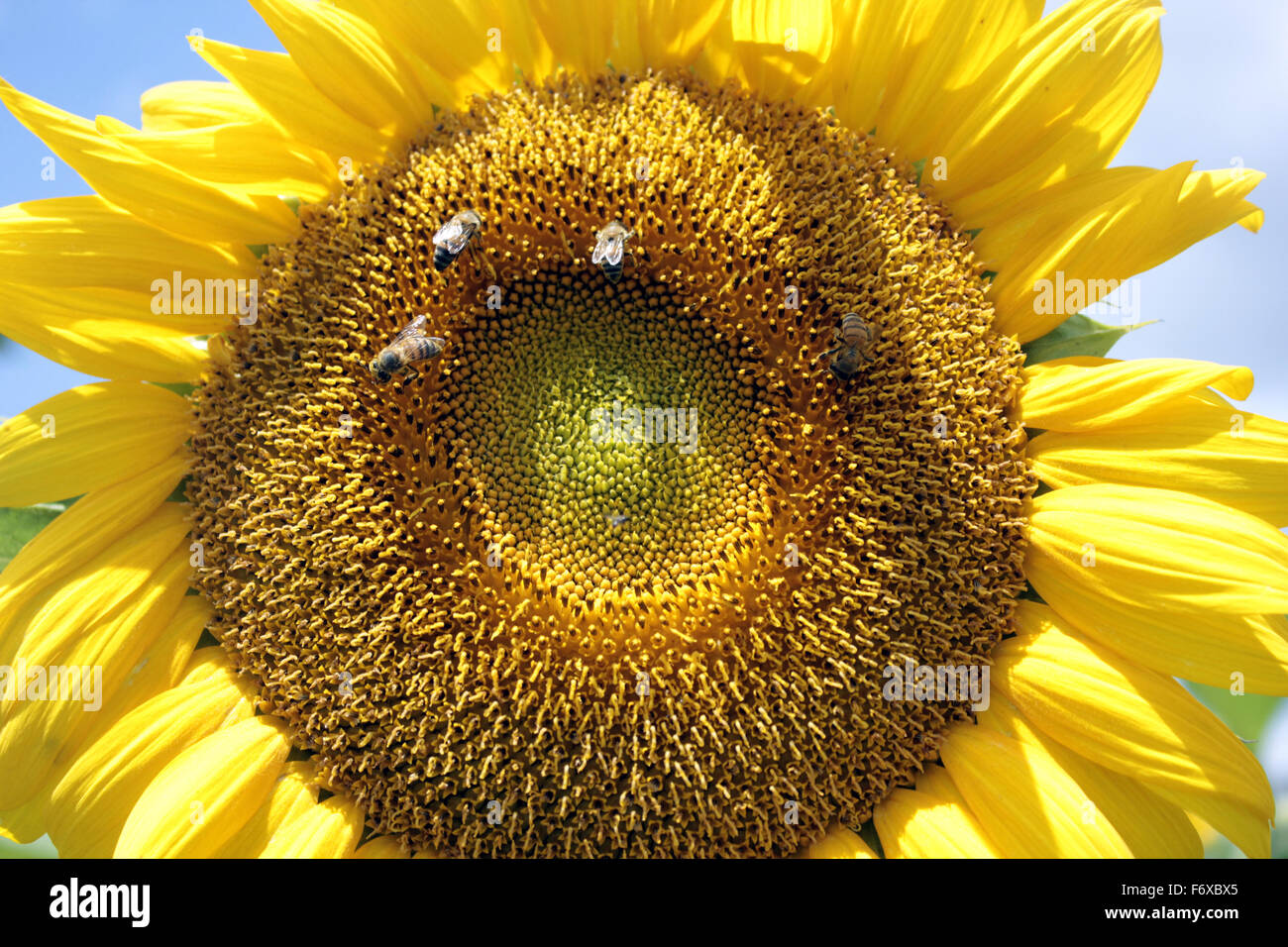 Api mellifere su un girasole nel nord Uganda Foto Stock