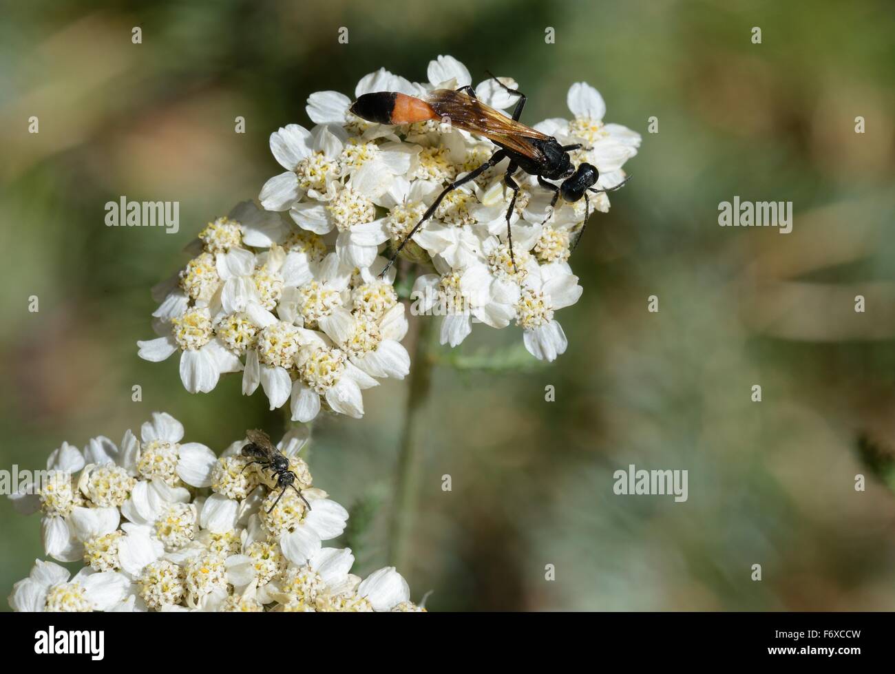 Yarrow comune con wasp Foto Stock