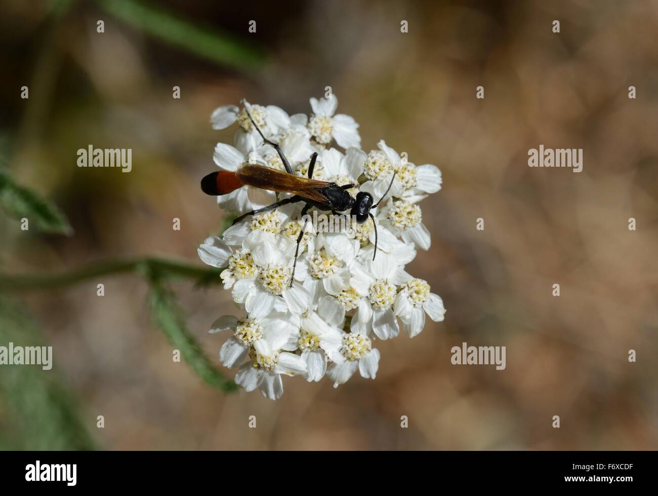 Yarrow comune con wasp Foto Stock