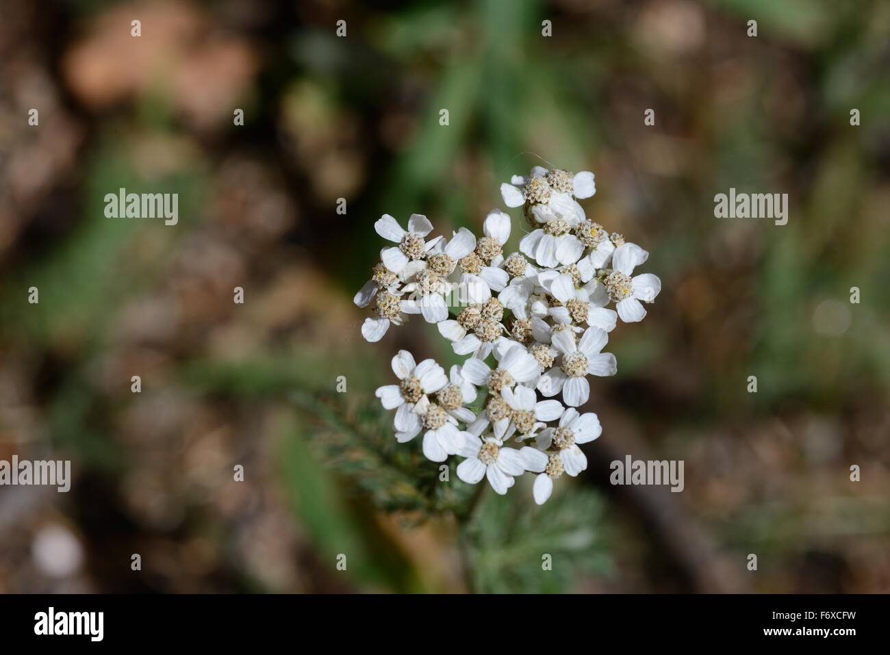 Millefoglio Foto Stock