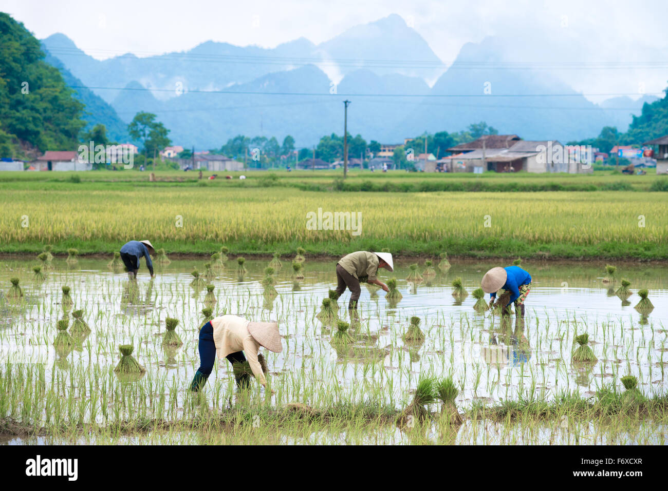 Raccolti di riso vengono trapiantate dagli agricoltori in Vietnam Foto Stock
