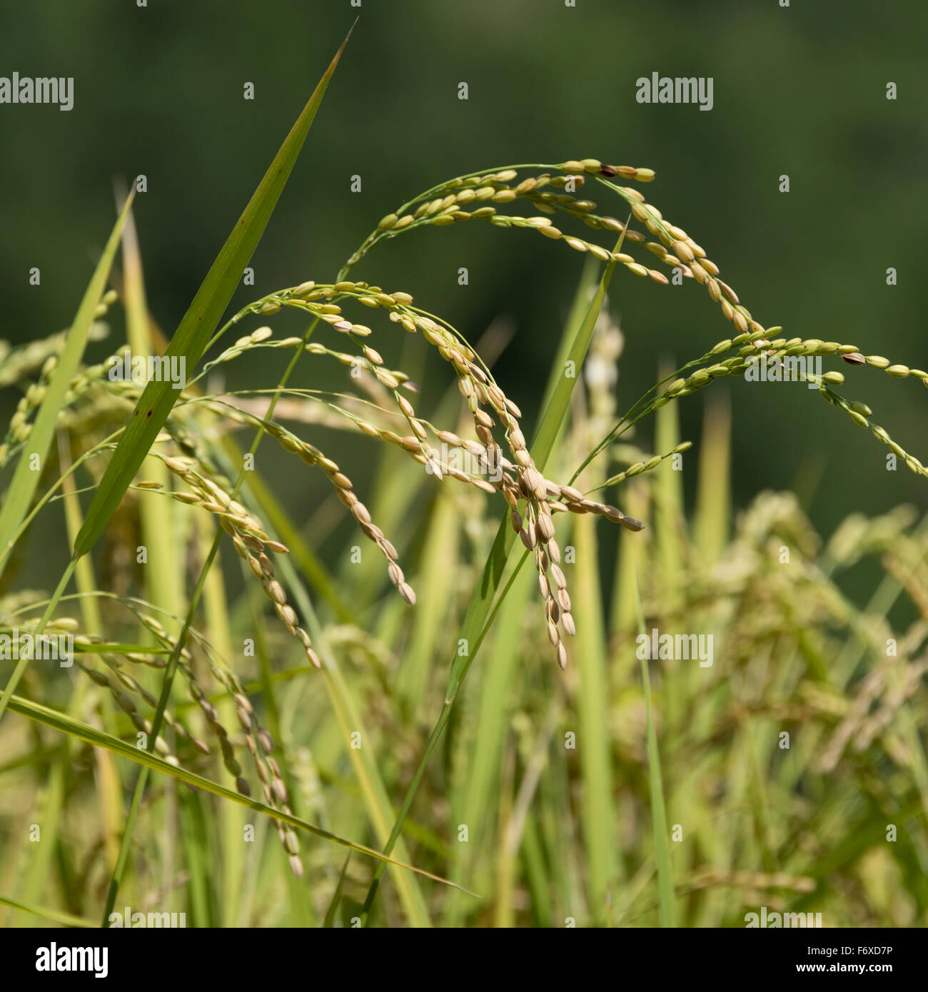 In prossimità delle testate di grano; Thimphu Bhatan Foto Stock