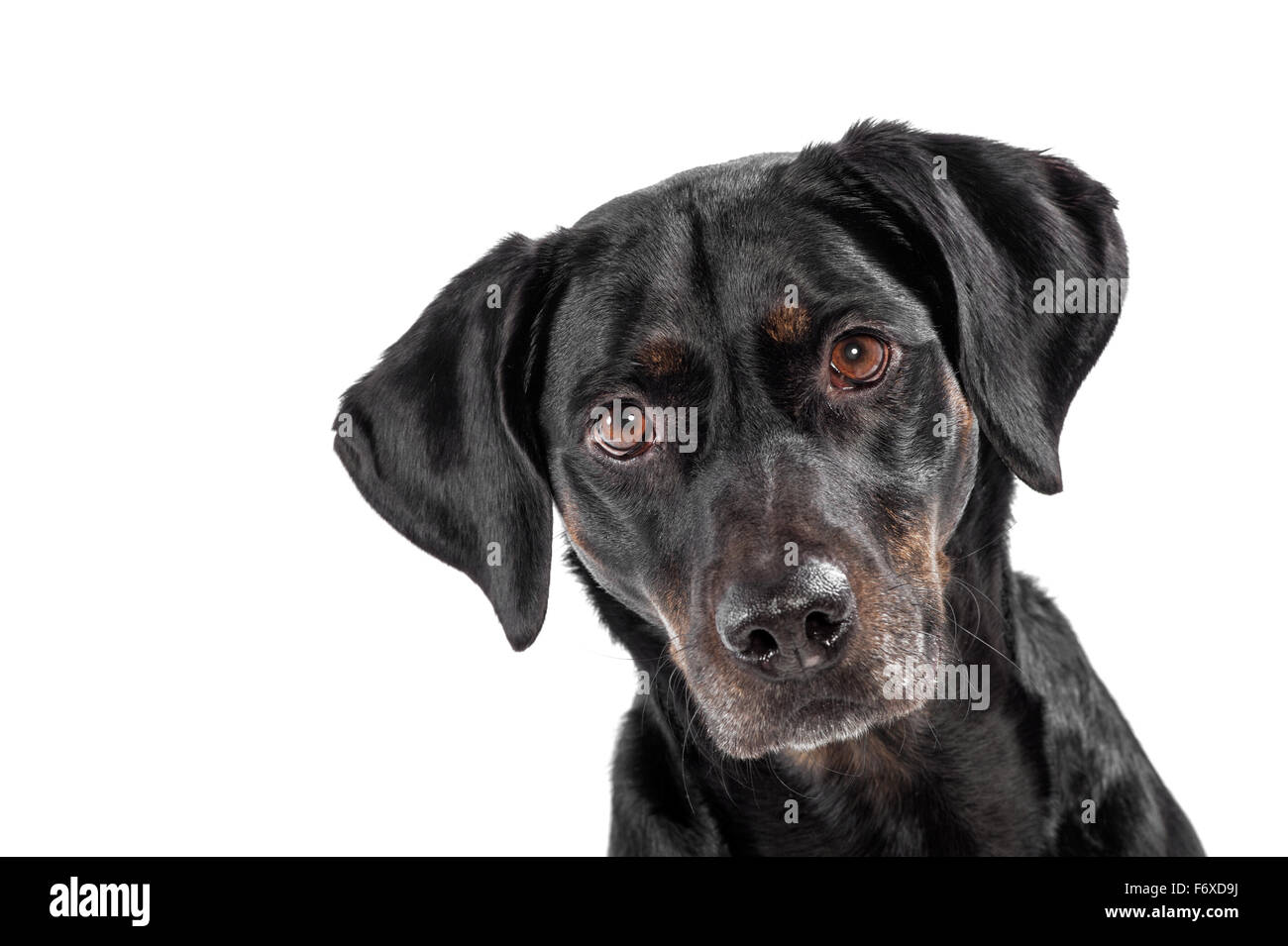 Curioso simpatico cane nero fissando attentamente la macchina fotografica con armato le orecchie Foto Stock