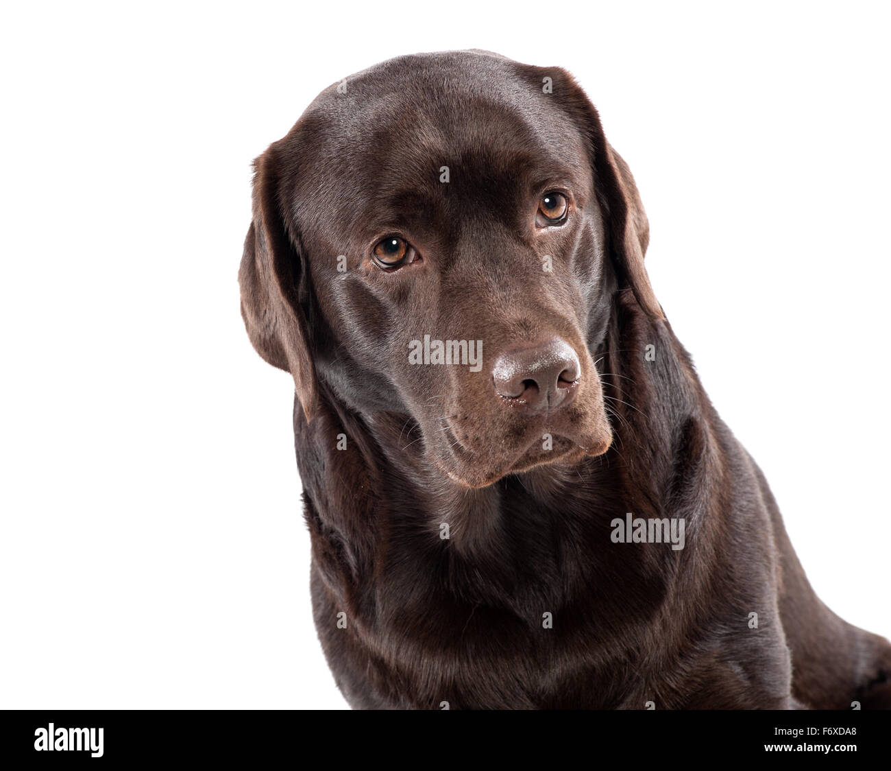 Delizioso cioccolato labrador seduto su sfondo bianco Foto Stock