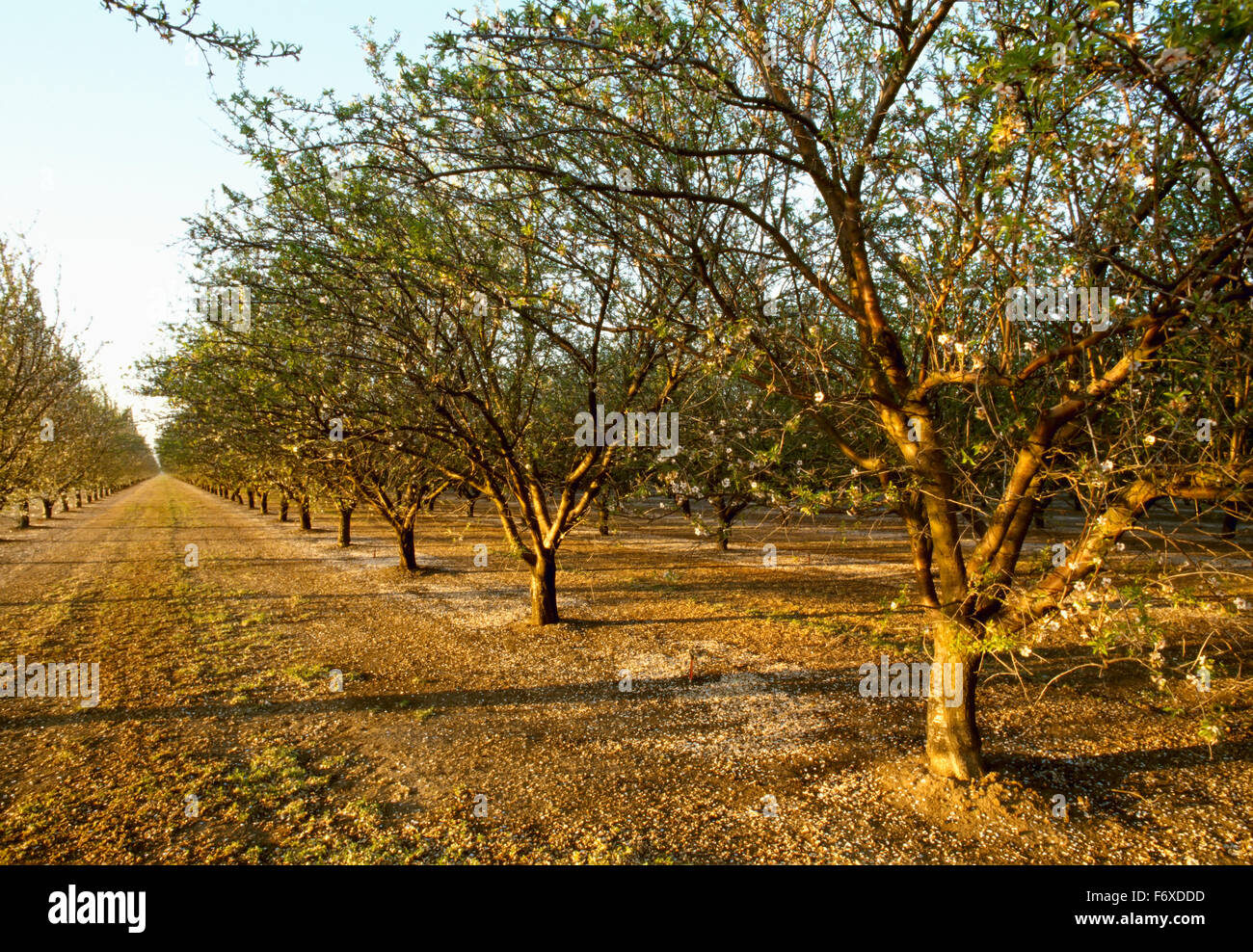 Agricoltura - Almond frutteto al post petalo fase di caduta, con grassy partecentrale / vicino a Crows Landing, San Joaquin Valley, California, Stati Uniti d'America. Foto Stock
