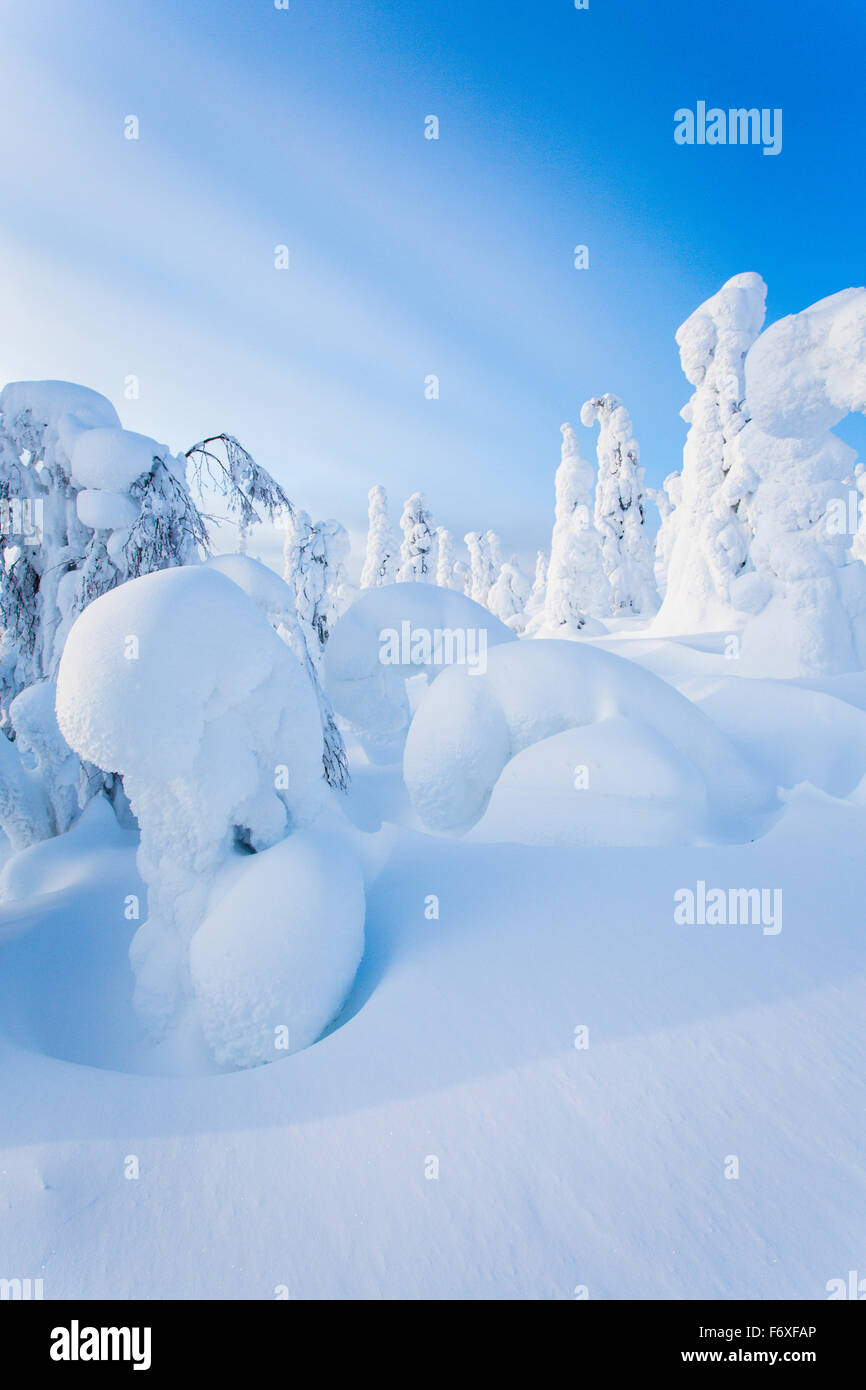 Coperta di neve alberi, paesaggio invernale, Riisitunturi Nationalpark, Finlandia, Lapponia, Europa Foto Stock