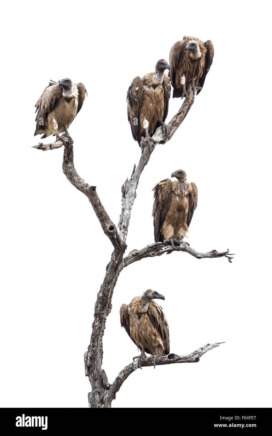 Cape vulture Specie Gyps coprotheres famiglia di Accipitridae Foto Stock