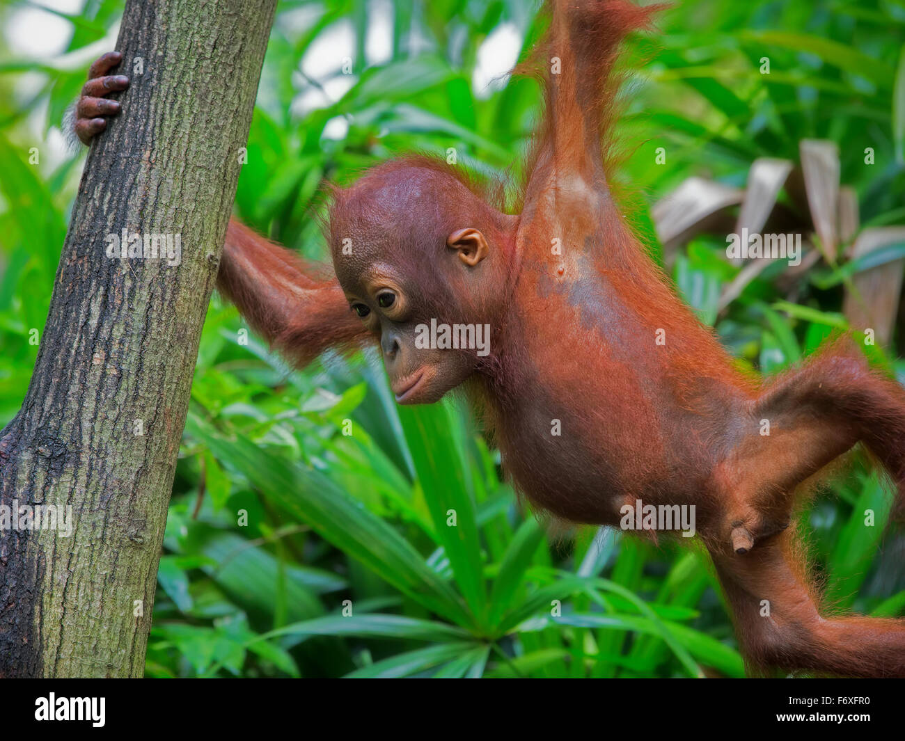 Wild Borneo Orangutan Foto Stock